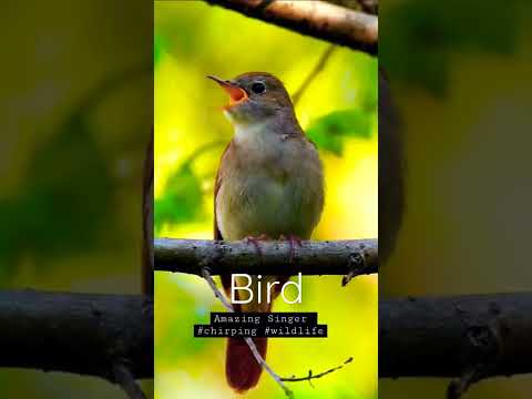 Singing nightingale || The best bird song || #shorts #birds