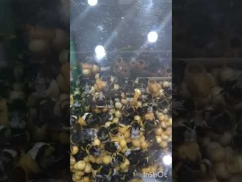 Smart Beehive