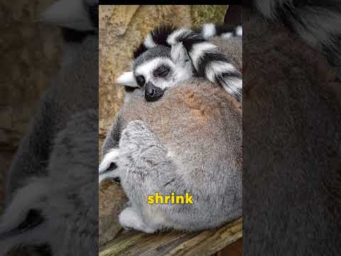 Why Lemurs Are So Unique! 🤯🐾