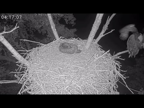 Kansas Eagles 5-5-25. Early Morning Barred Owl Strike on Harvey; He is OK; Kanza Casts a Pellet.