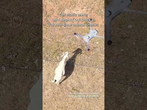 Goat farming in the modern tech age: Streamlining livestock management with DJI Dock 3